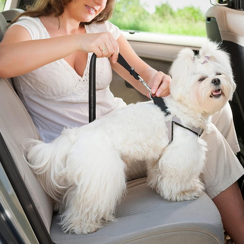 Ceinture de sécurité auto réglable pour animaux de compagnie Milou &amp; Lumi