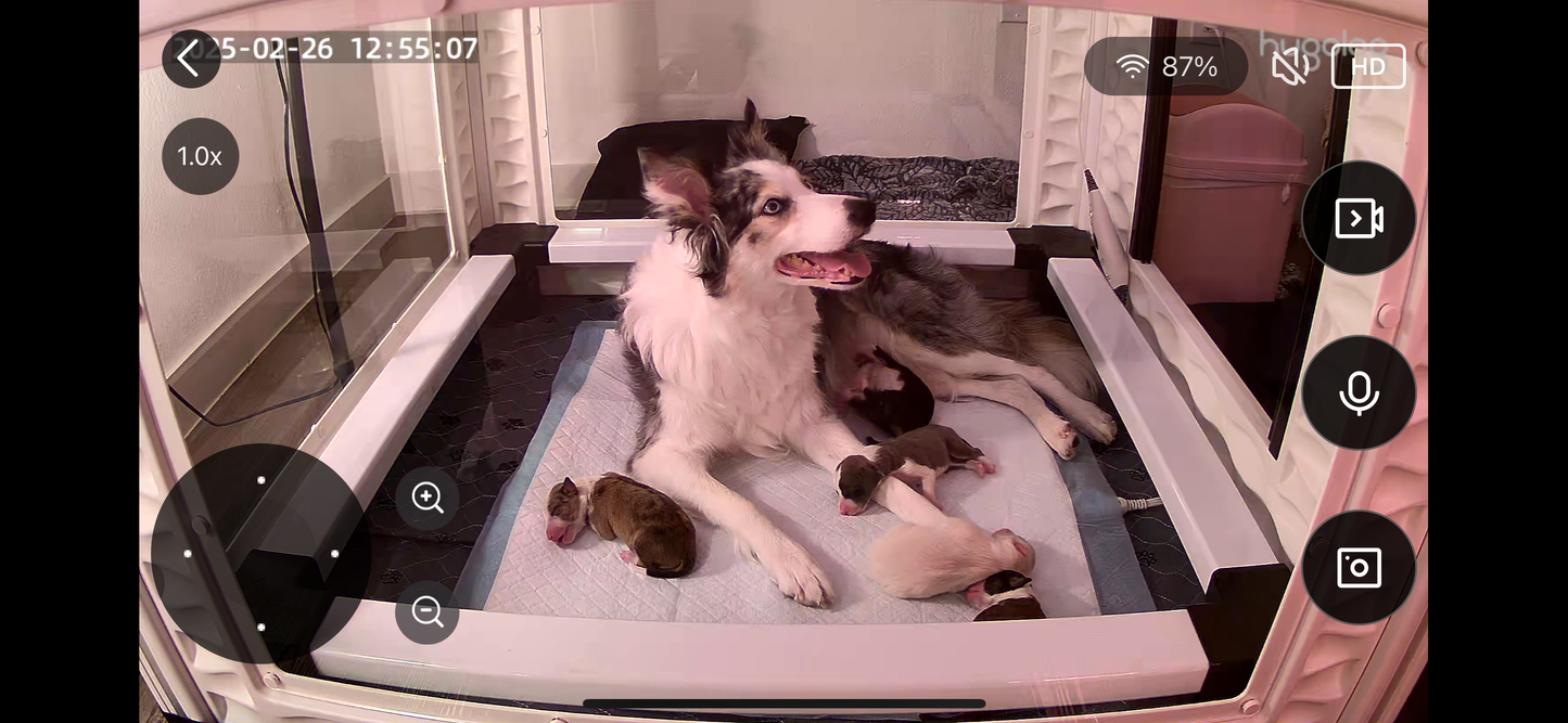 Caja de parto con ventana alta EZclassic con conjunto de riel