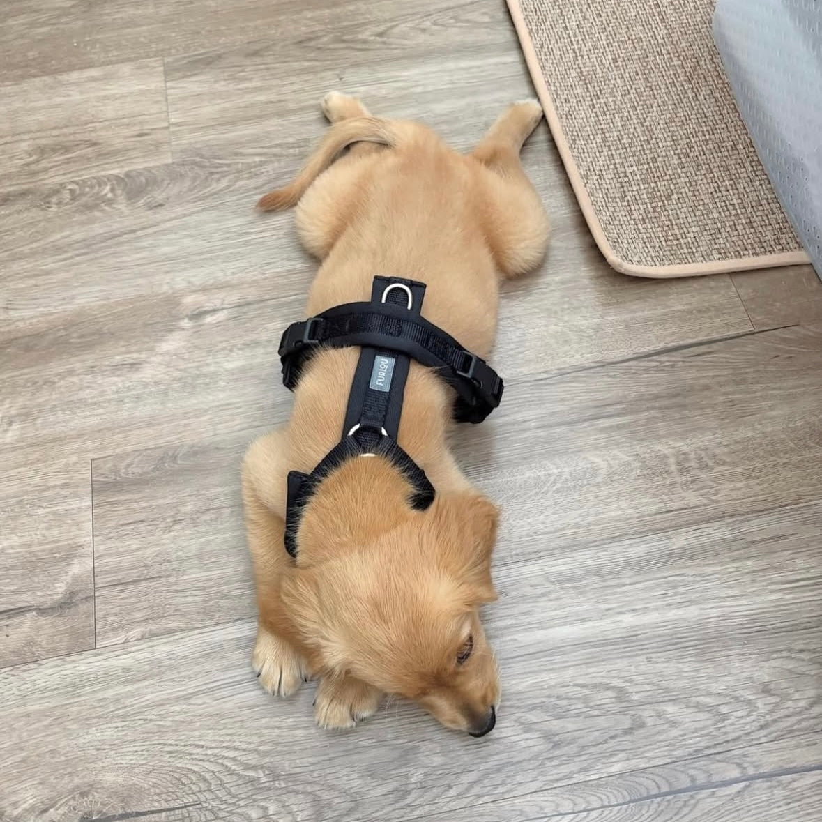 Harnais pour chien noir - Confort