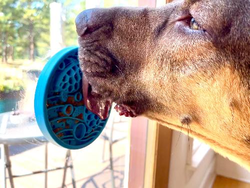Turtle eMat-Mini Lick Mat with Suction Cups - Small Dogs & Cats | USA