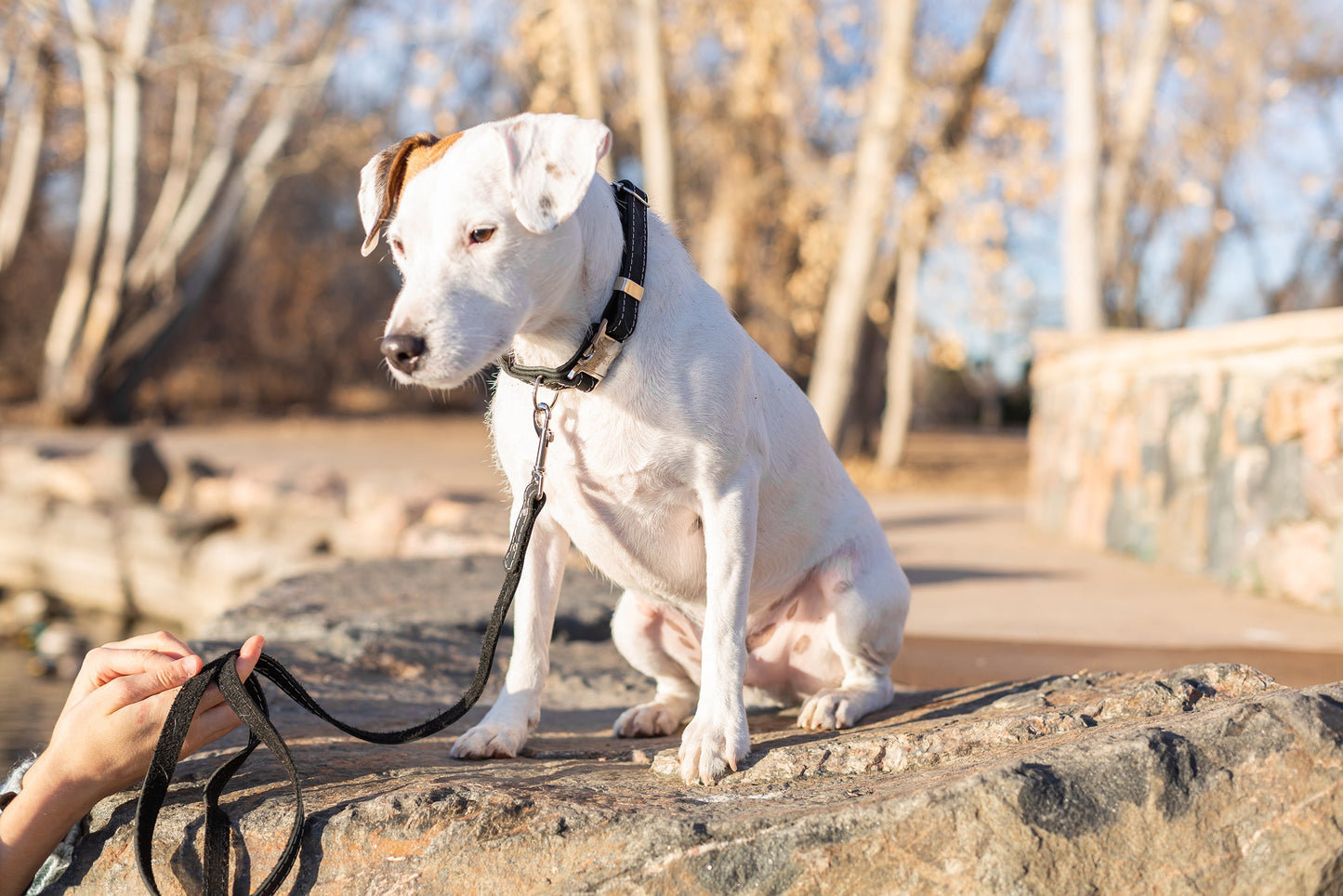 Correa de cuero negro medianoche Pro Line Hunting