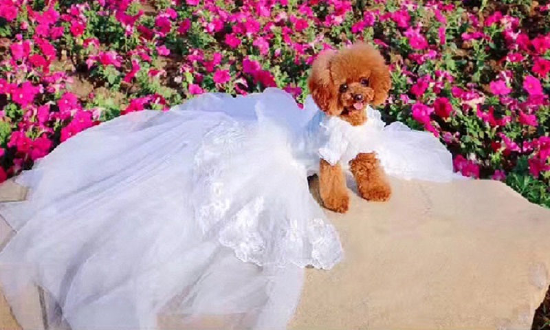 Handmade Ivory Angel Bridal Dog Dress – Luxury Long Train Wedding Gown for Dogs