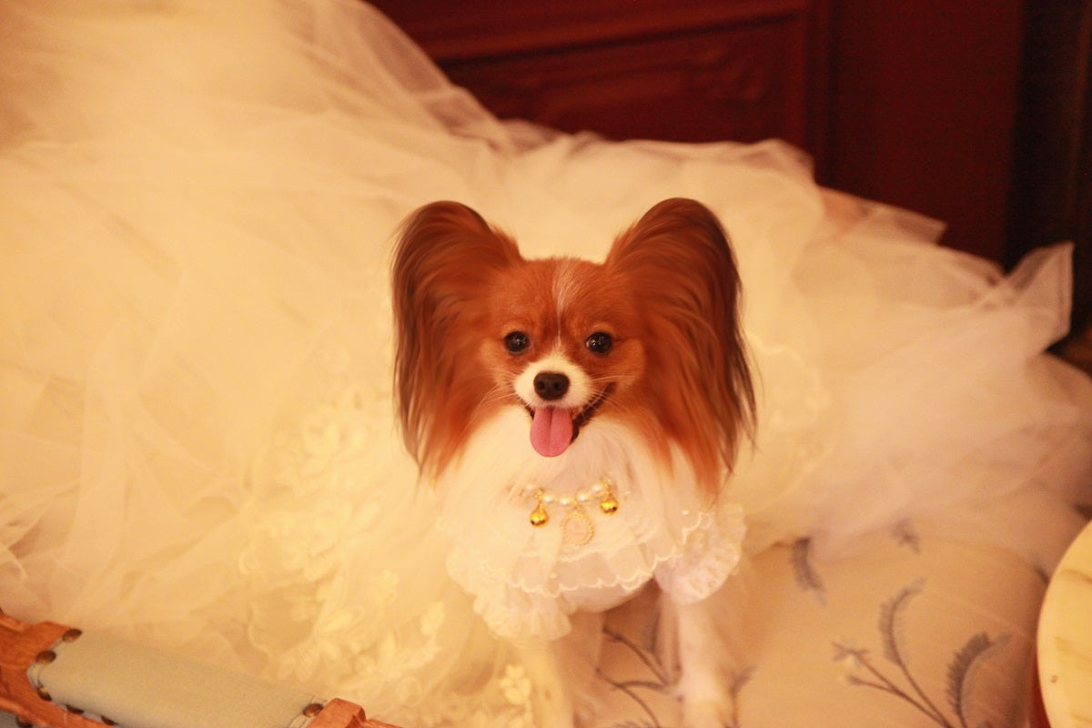 Handmade Ivory Angel Bridal Dog Dress – Luxury Long Train Wedding Gown for Dogs