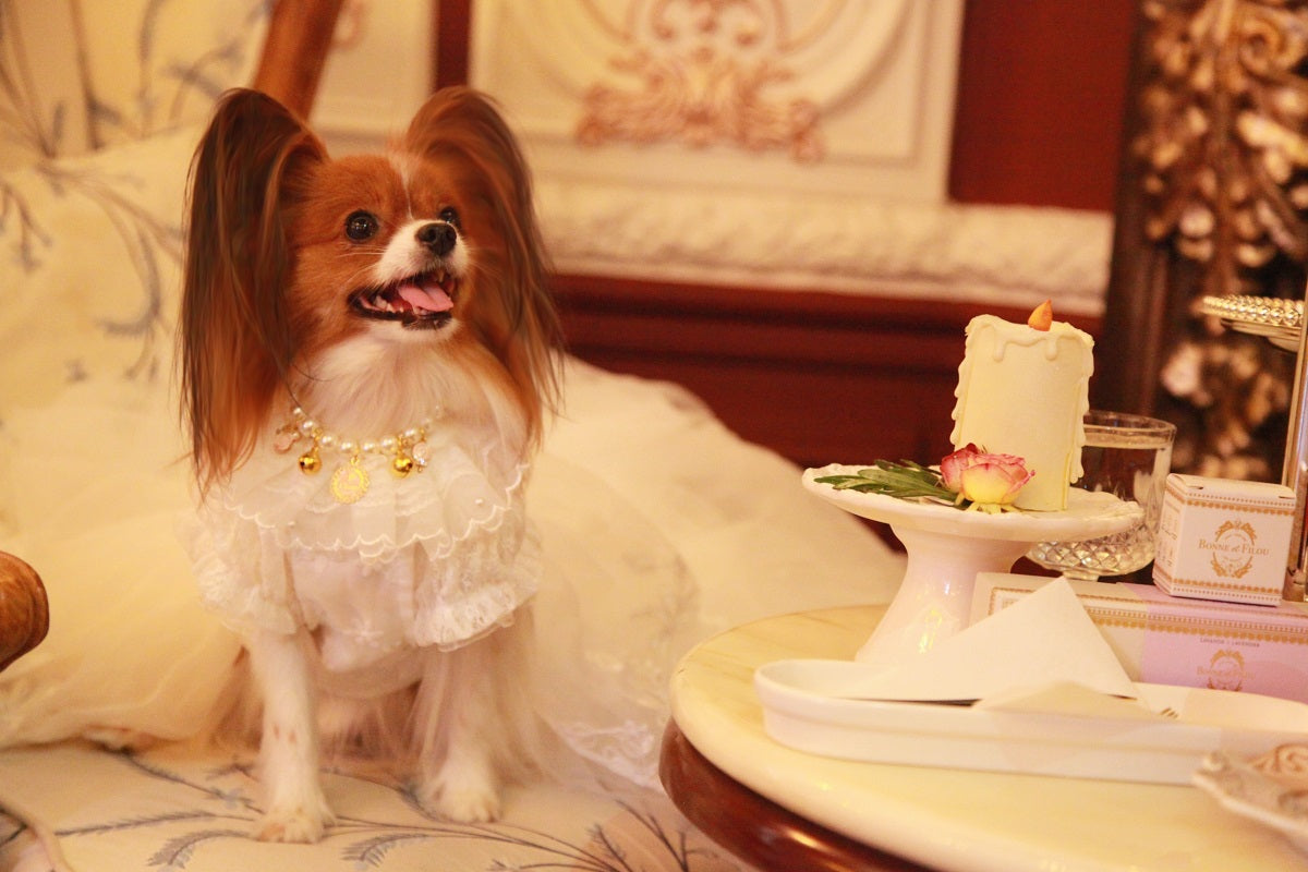 Handmade Ivory Angel Bridal Dog Dress – Luxury Long Train Wedding Gown for Dogs