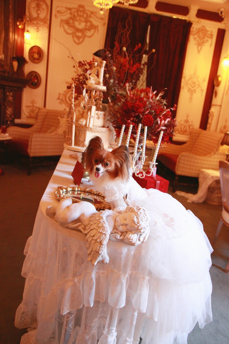 Handmade Ivory Angel Bridal Dog Dress – Luxury Long Train Wedding Gown for Dogs