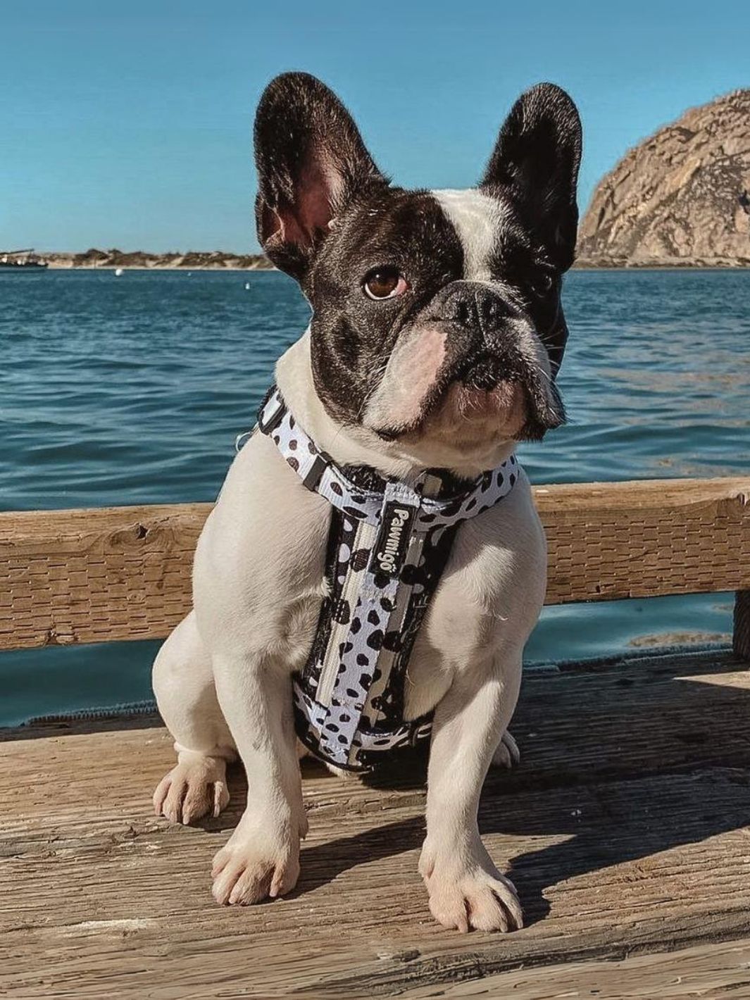 Harnais Polka Dog X-Fit