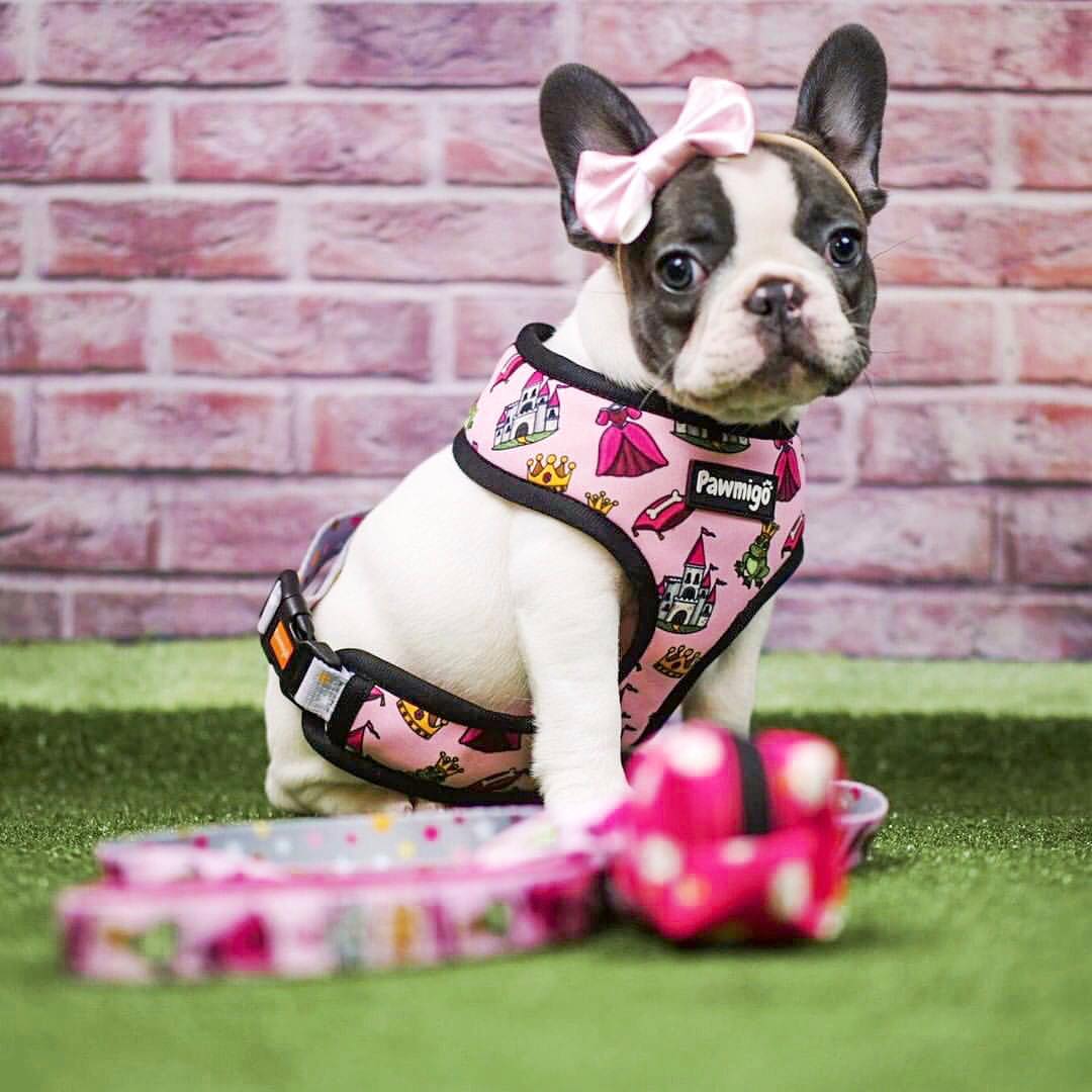Fairytail Leash Kit