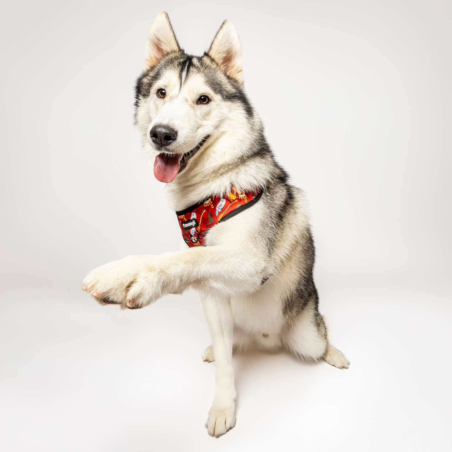 Harnais pour chien Pawgwarts Everyday réglable anti-traction