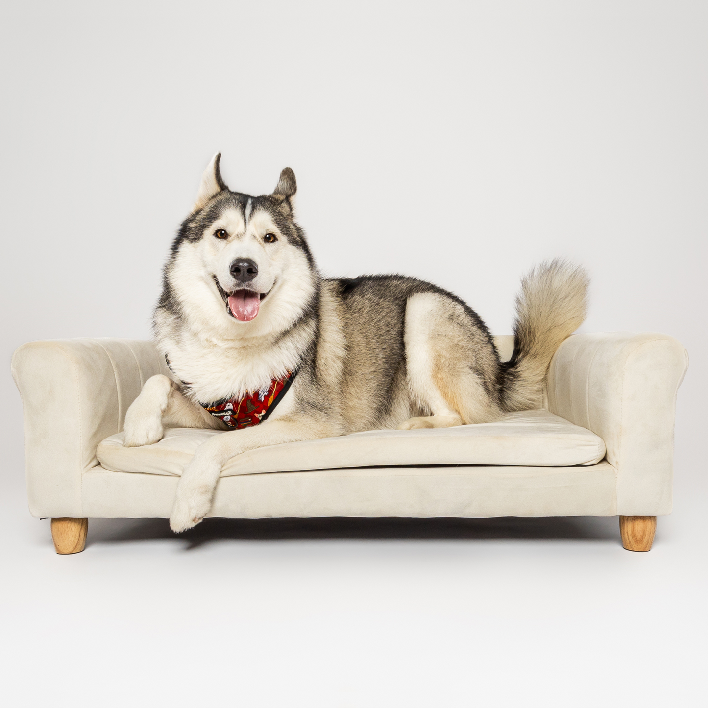 Harnais pour chien Pawgwarts Everyday réglable anti-traction