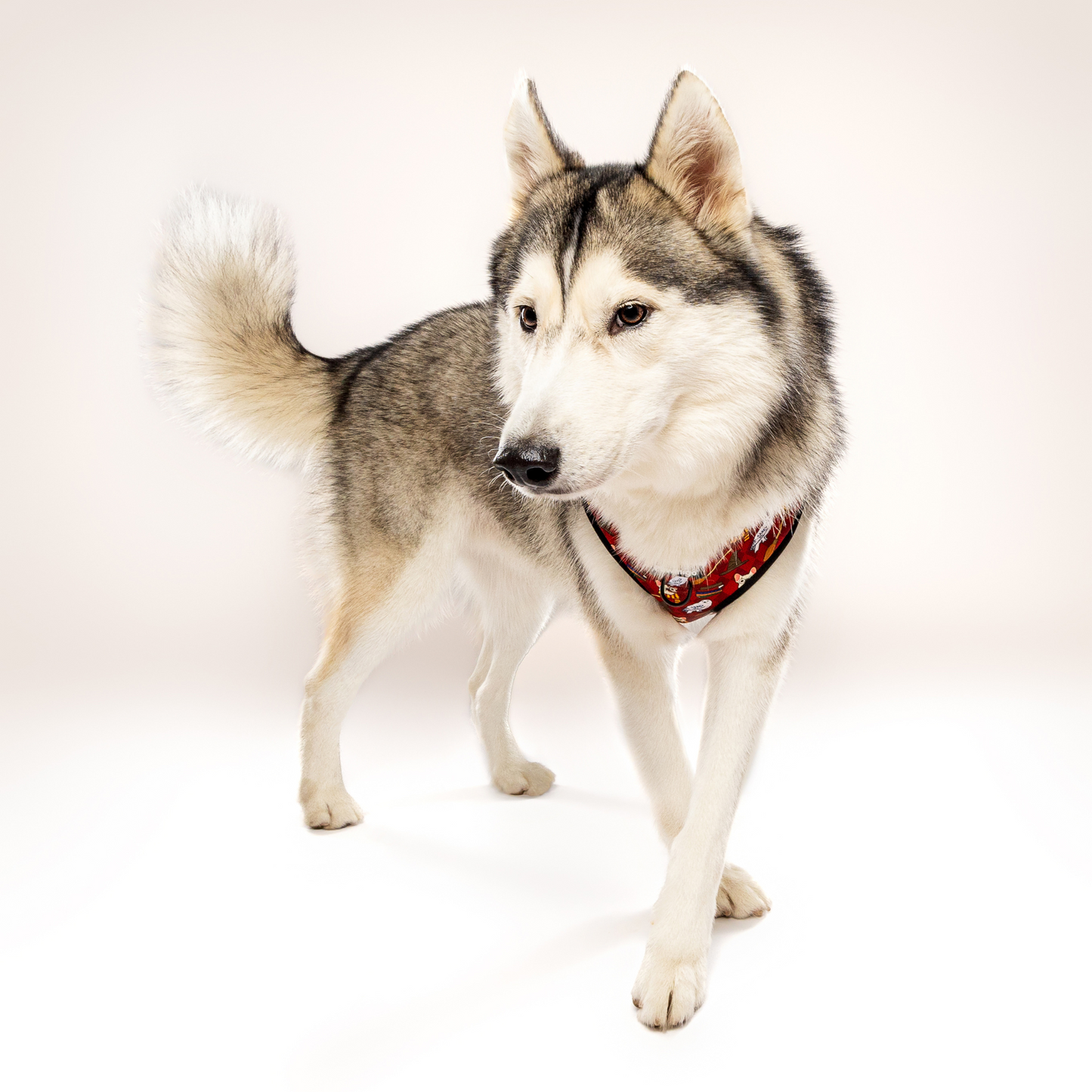 Harnais pour chien Pawgwarts Everyday réglable anti-traction