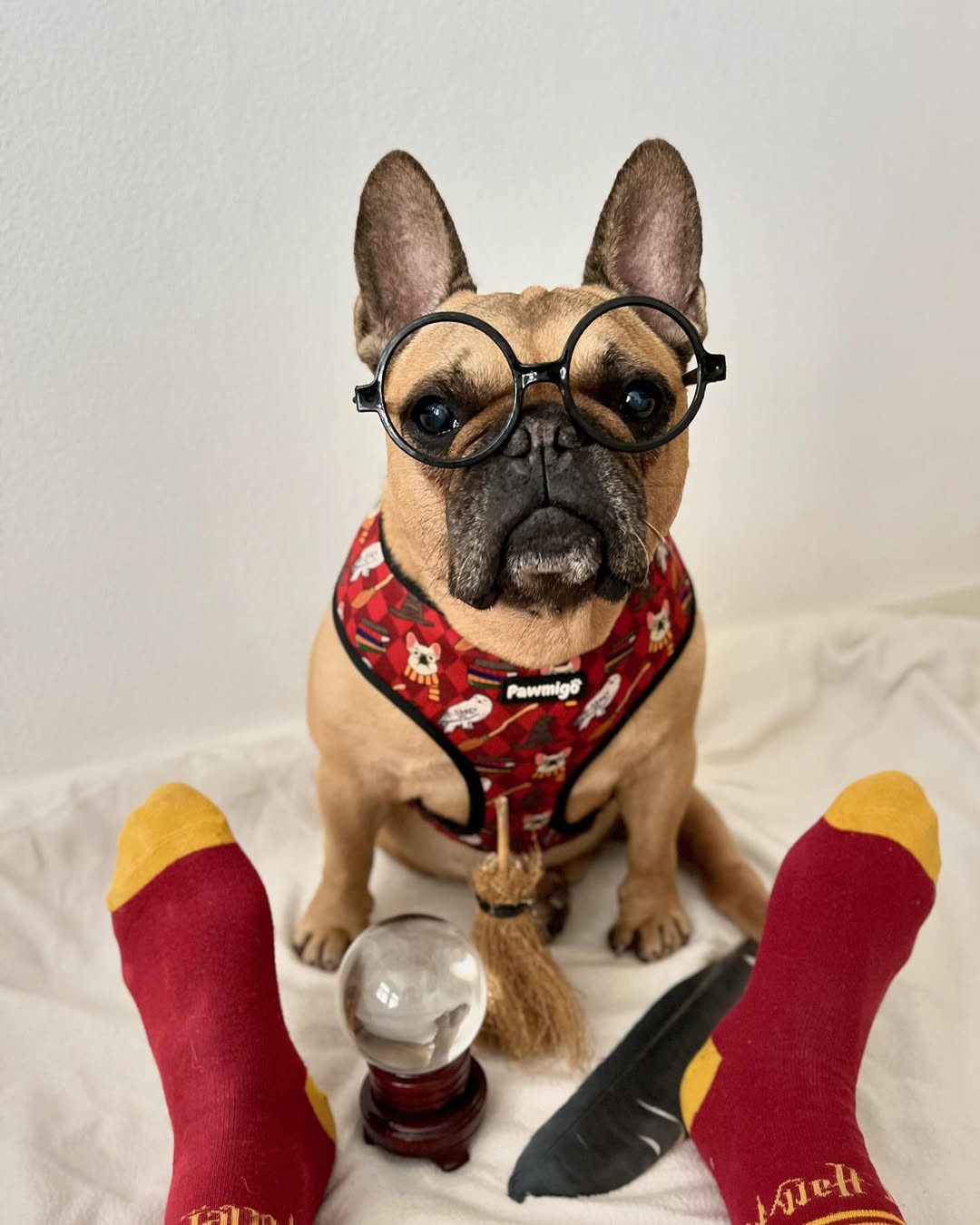 Arnés reversible Pawgwarts
