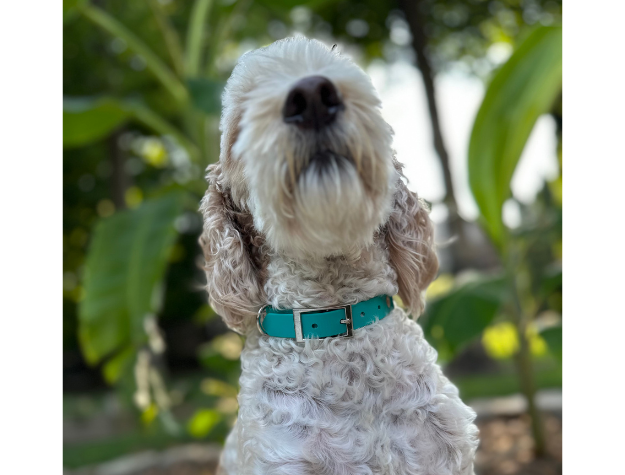 Collier pour chien tressé à la main en forme de queue de poisson, coloris turquoise et crème