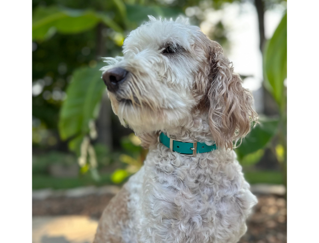 Collier pour chien tressé à la main en forme de queue de poisson, coloris turquoise et crème