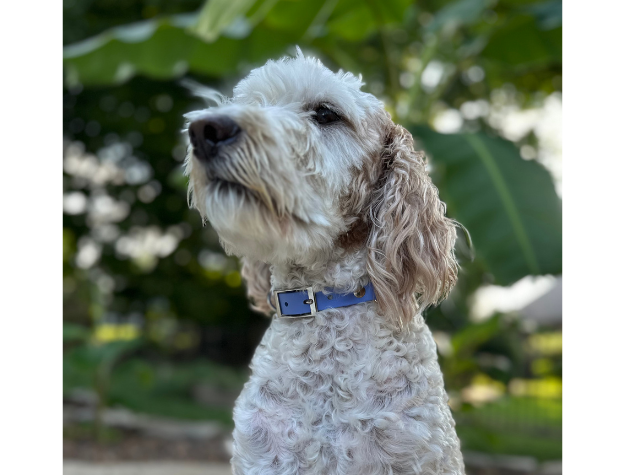 Collar para perro trenzado a mano con cola de pez en tonos lavanda y humo