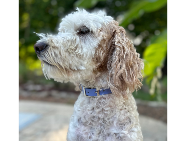 Collar para perro trenzado a mano con cola de pez en tonos lavanda y humo
