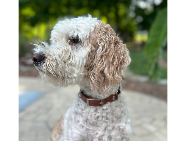 Collar para perro trenzado a mano con cola de pez en burdeos y crema