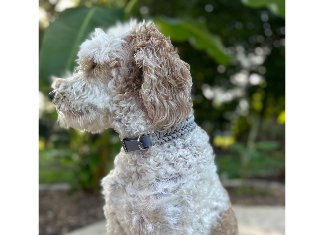 Collier pour chien tressé à la main en forme de queue de poisson, coloris graphite et fumé