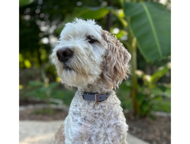 Collier pour chien tressé à la main en forme de queue de poisson, coloris graphite et fumé