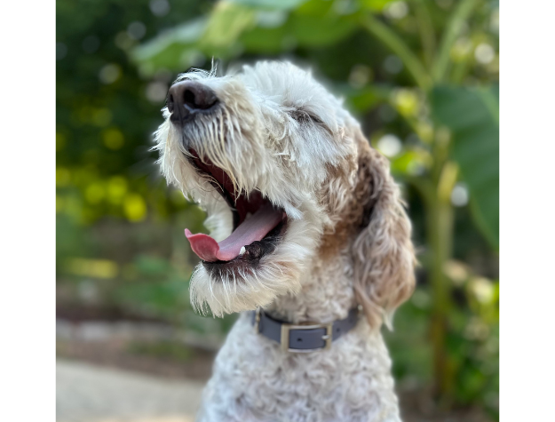 Collier pour chien tressé à la main en forme de queue de poisson, coloris graphite et fumé