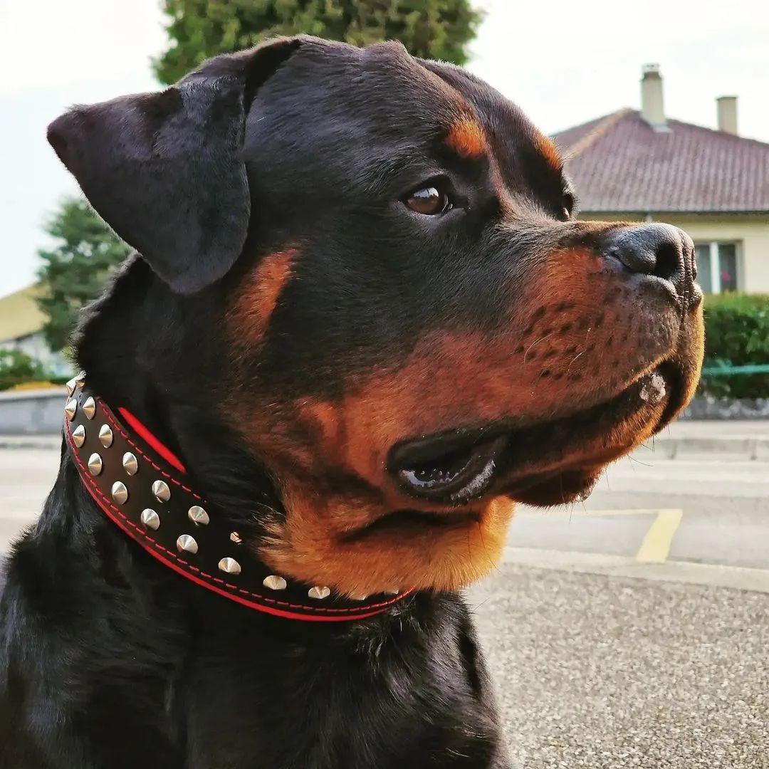 "Boston" collar