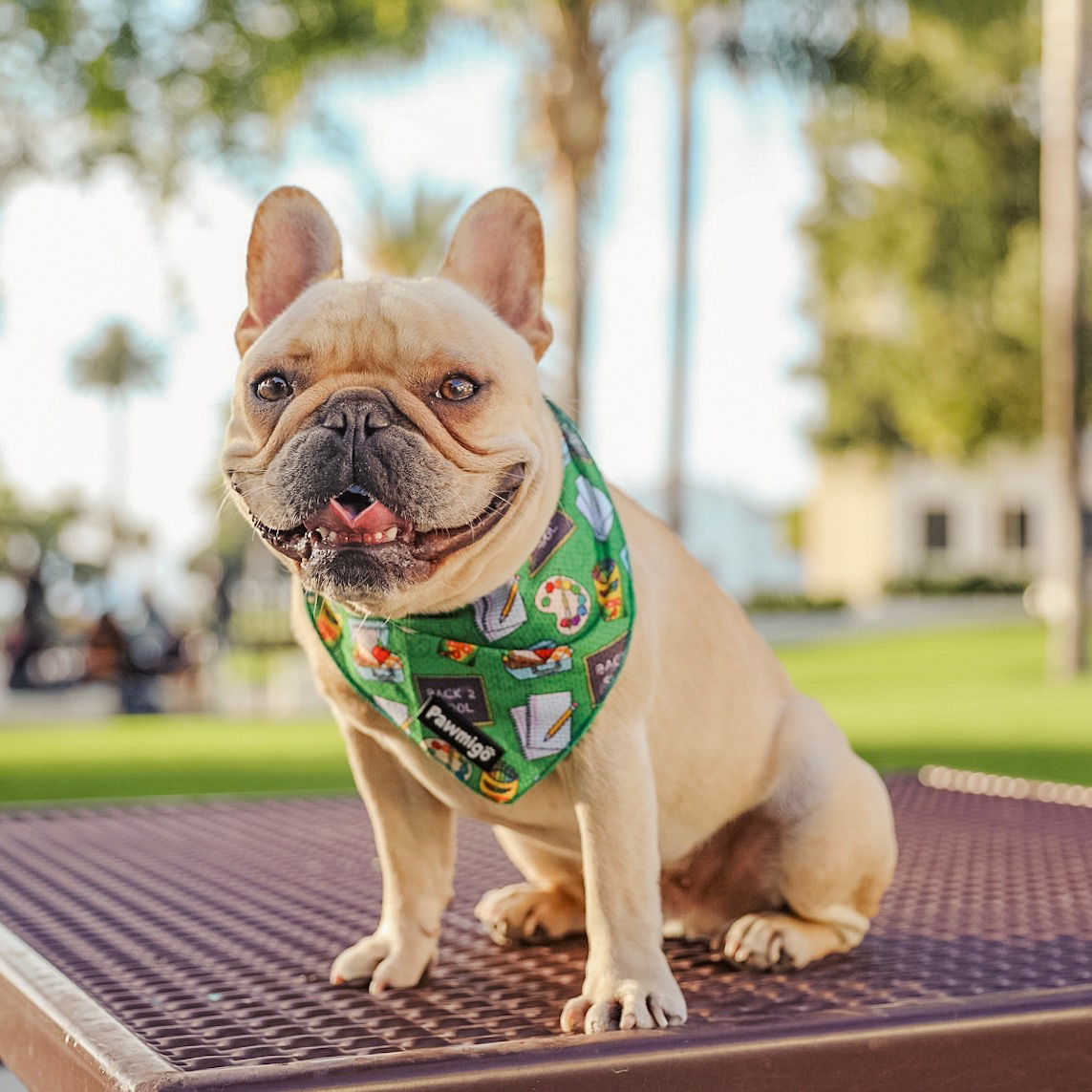 Bandana refrescante Teacher's Pet