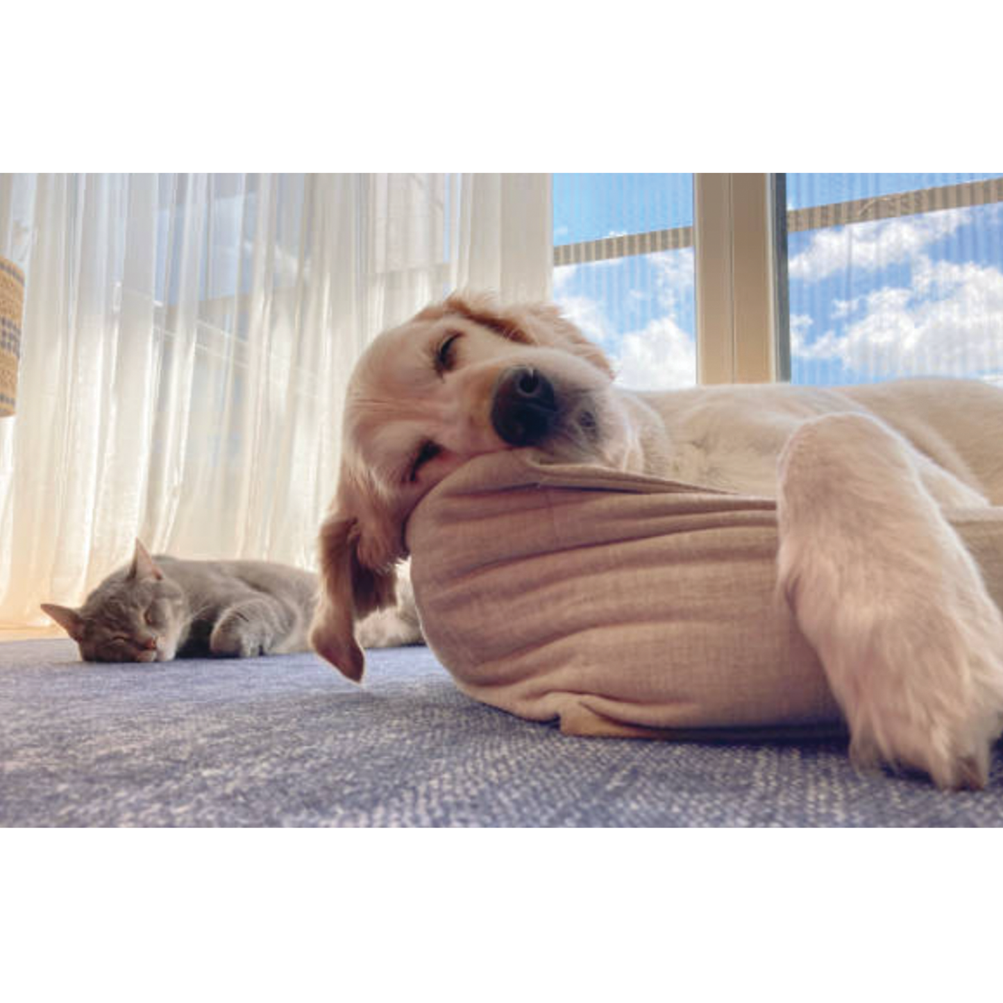 UBAVET UBACALM Masticables Suaves para Perros y Gatos: Alivio Natural del Estrés y la Ansiedad