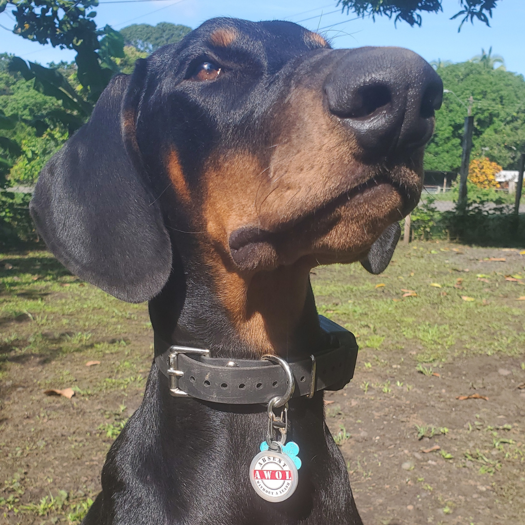 Etiqueta QR de identificación para mascotas de PetHub: Ausente sin correa (AWOL)