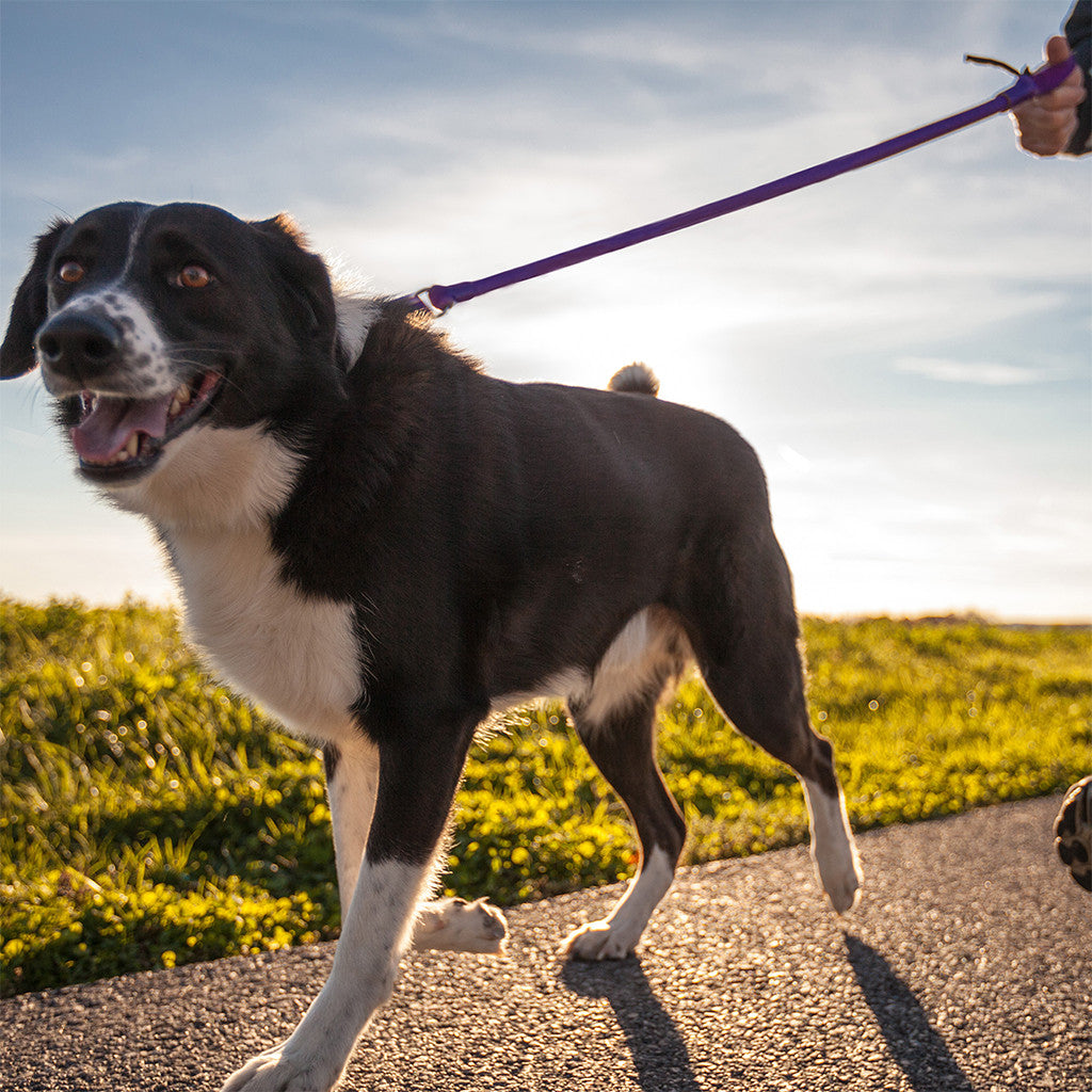 WUNDERleash de WACKYwalk'r: la correa antitirones original para perros 