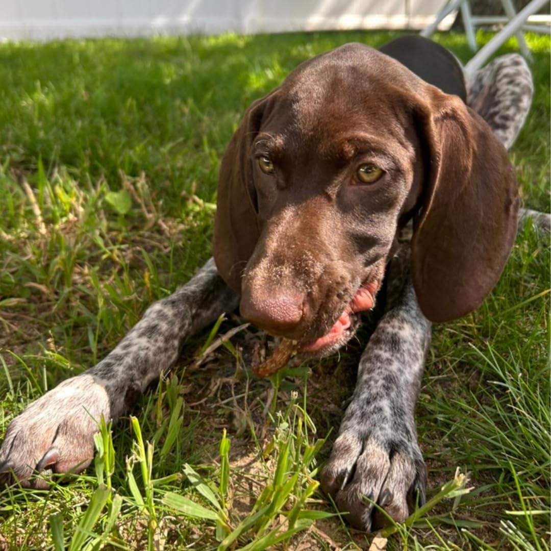 Bâtonnets croustillants à la caille pour chiens, 10 unités. Friandises déshydratées gourmandes et saines pour l'entraînement des chiens, saveurs premium favorisant une bonne hygiène dentaire, sans additifs artificiels pour des animaux heureux.