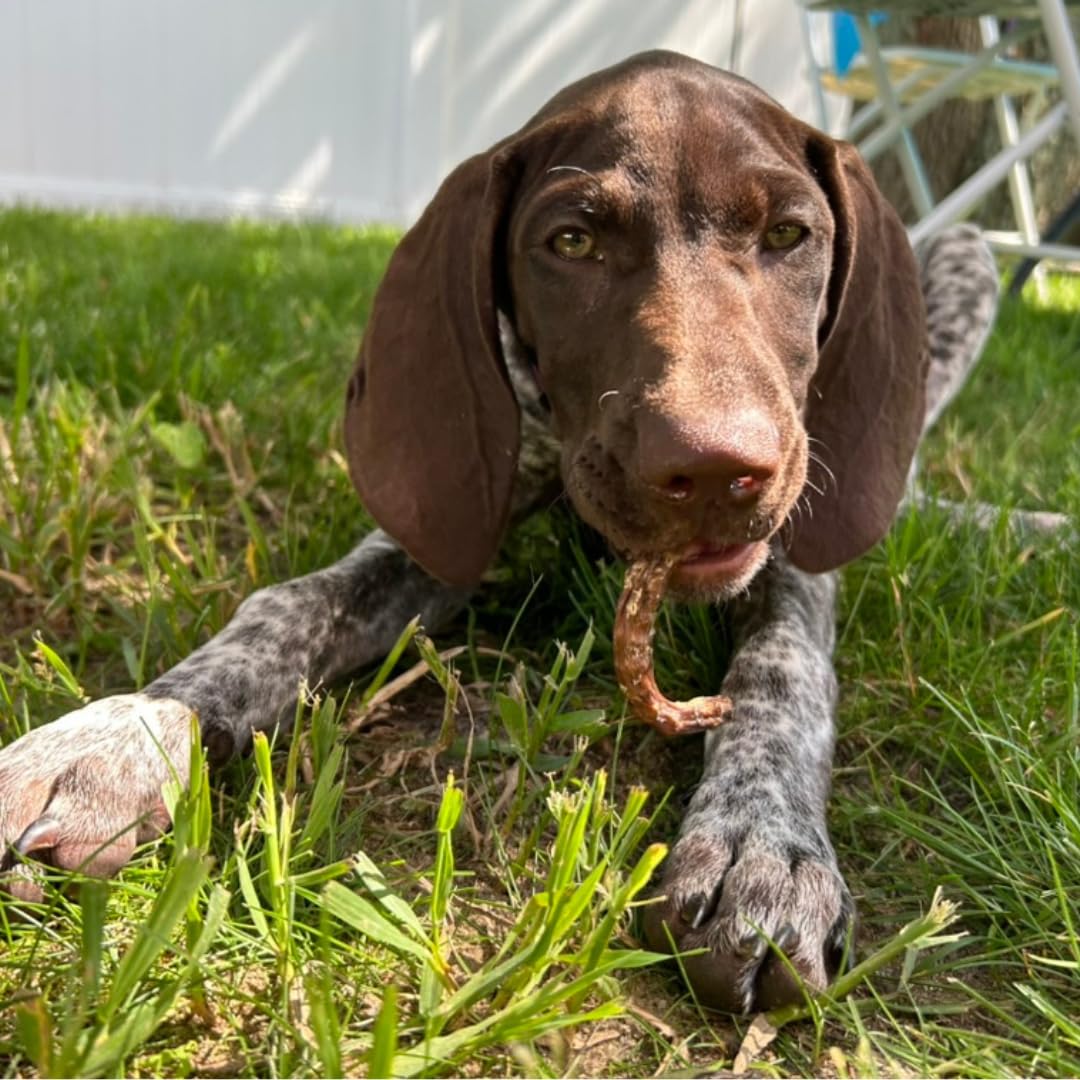 Bâtonnets croustillants à la caille pour chiens, 10 unités. Friandises déshydratées gourmandes et saines pour l'entraînement des chiens, saveurs premium favorisant une bonne hygiène dentaire, sans additifs artificiels pour des animaux heureux.