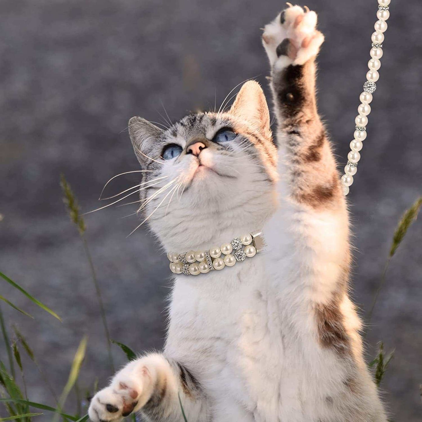Ensemble collier et laisse en perles pour chiens (2 pièces)