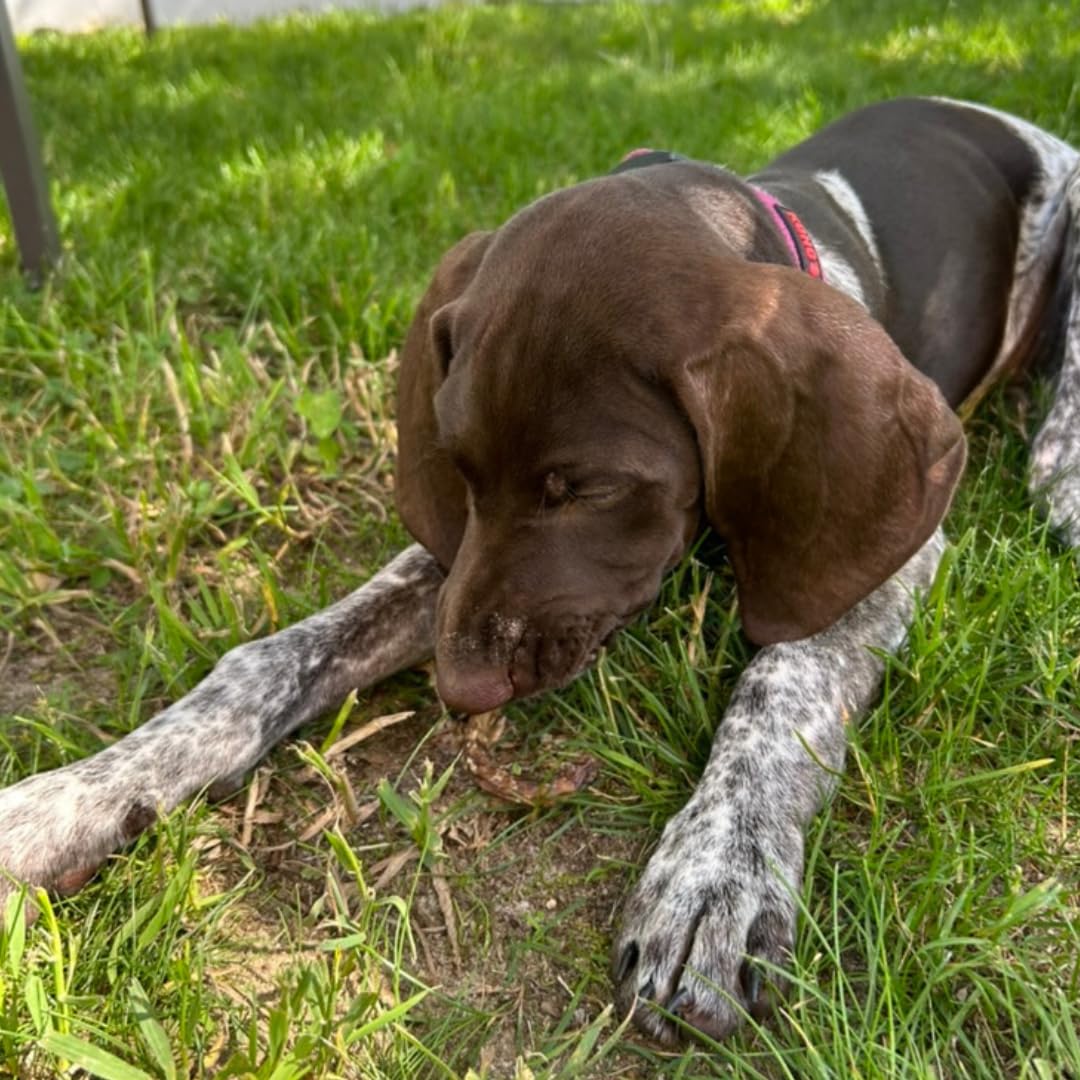 Bâtonnets croustillants à la caille pour chiens, 10 unités. Friandises déshydratées gourmandes et saines pour l'entraînement des chiens, saveurs premium favorisant une bonne hygiène dentaire, sans additifs artificiels pour des animaux heureux.
