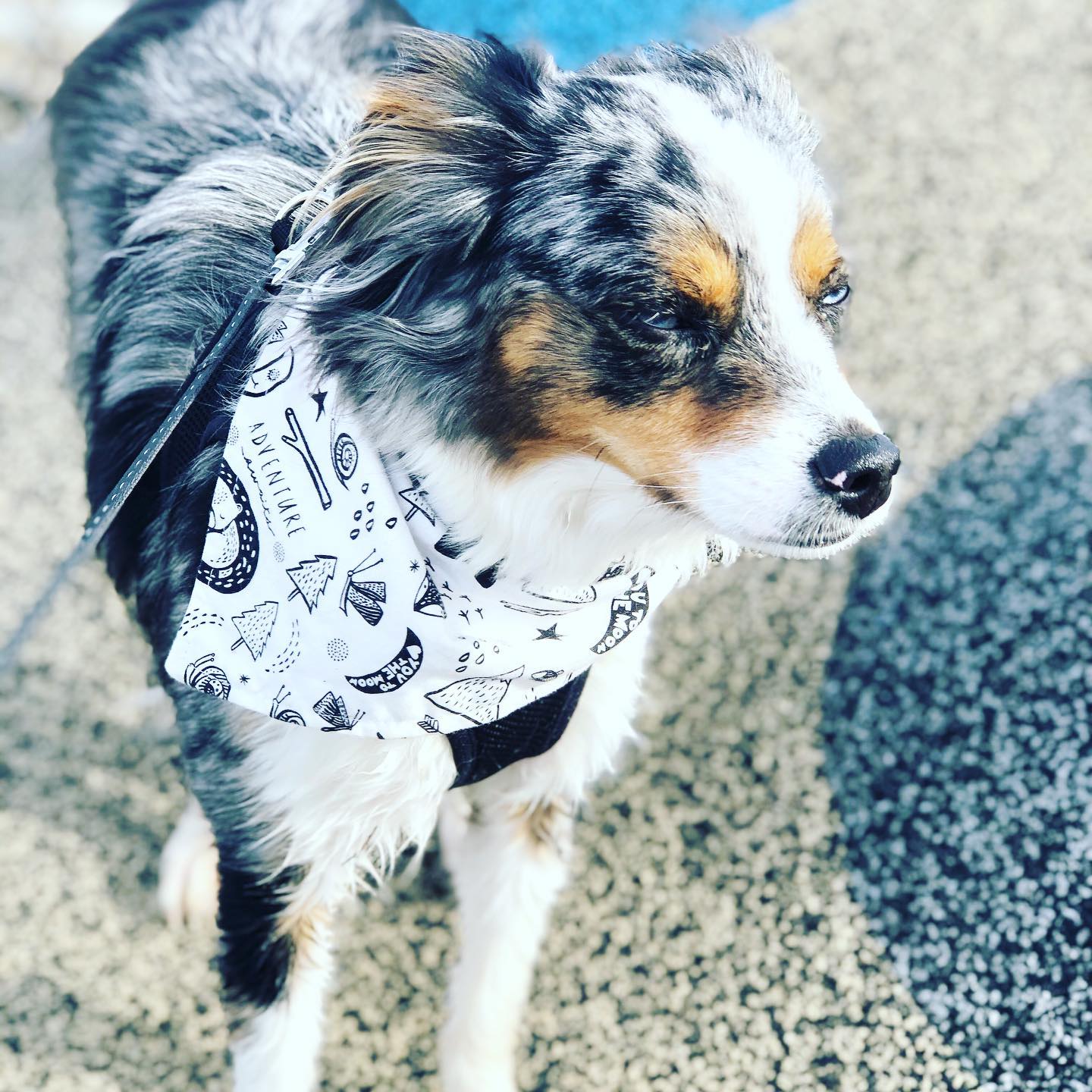 Bandana para perros "Aventura"