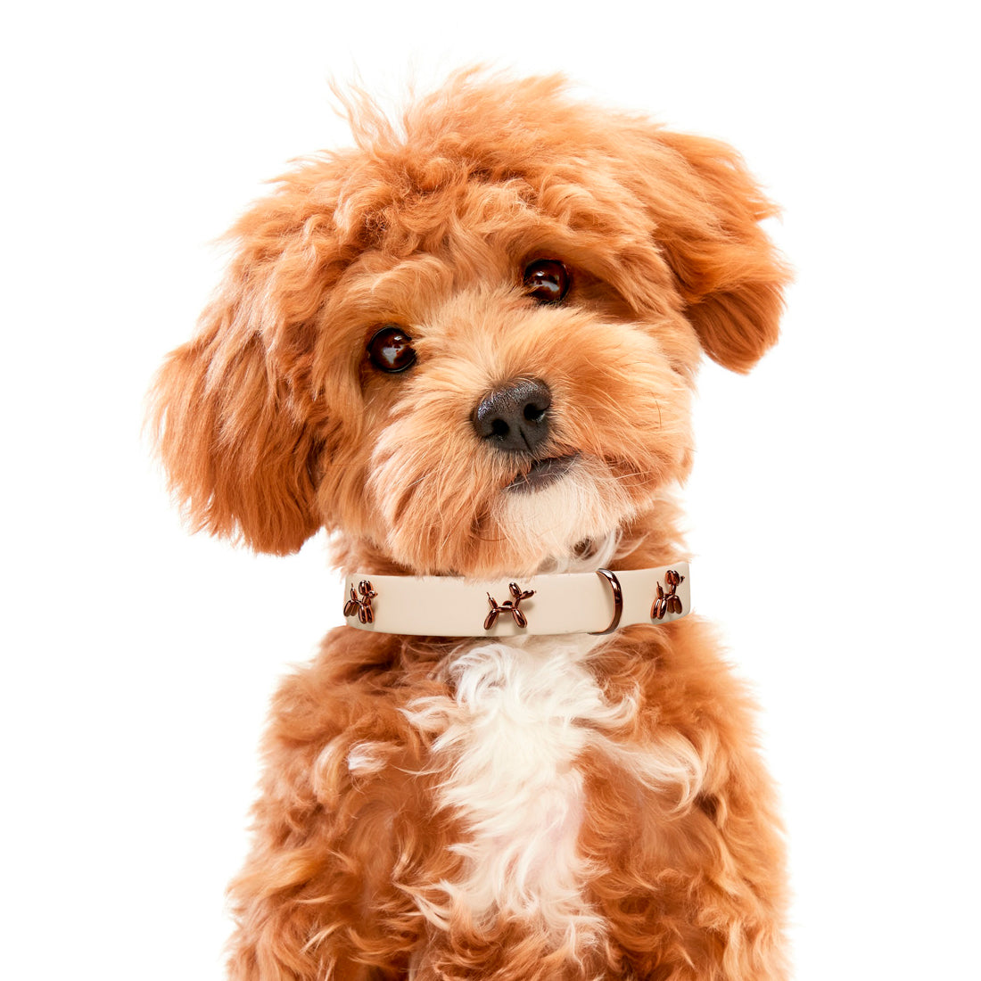 Collier pour chien Ballon Beige | Collier haut de gamme | SANDDOG
