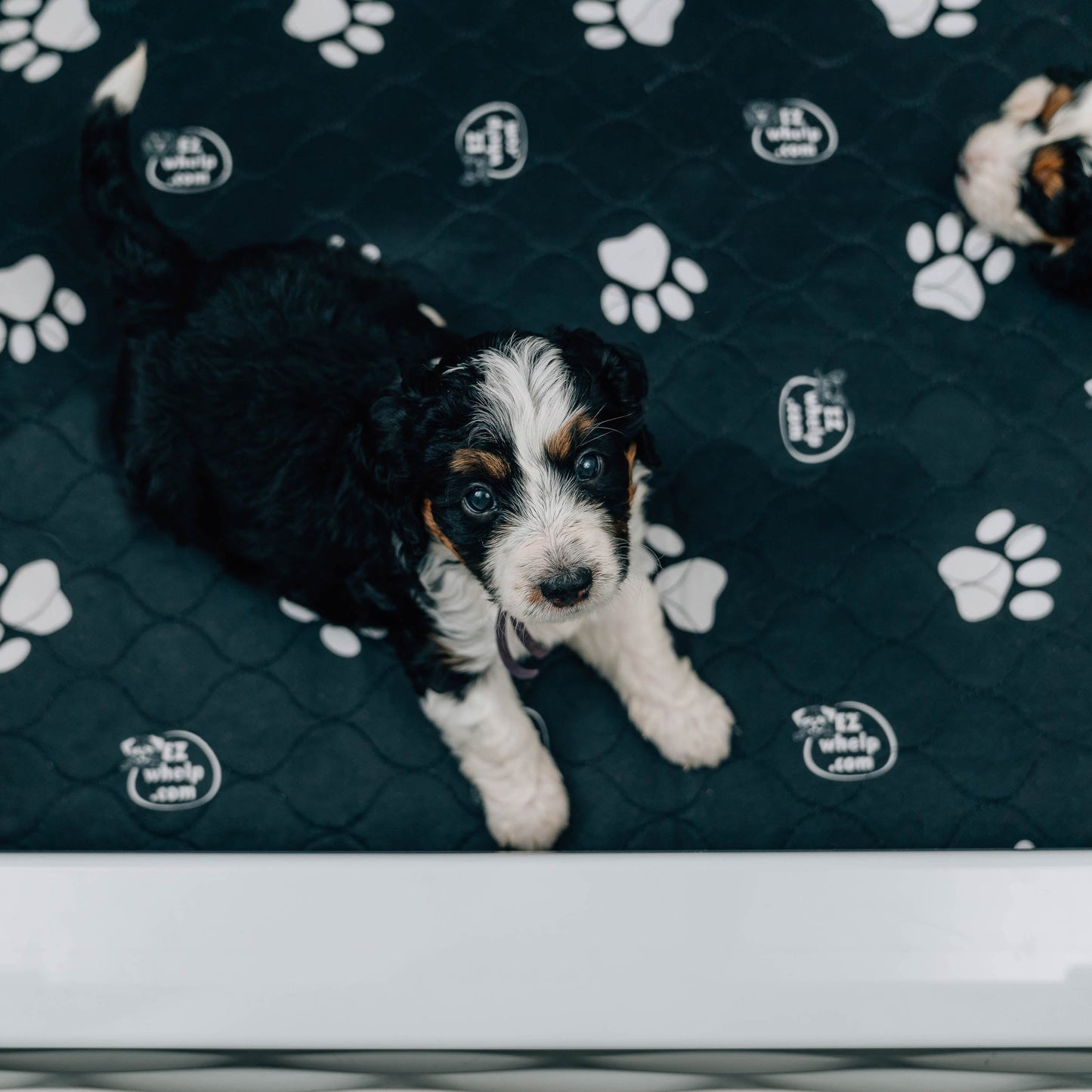 Almohadilla/alfombrilla antideslizante con diseño de huellas de patas en blanco y negro (paquete de 2)