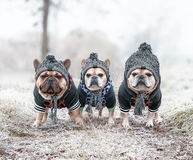 Gorros de punto cálidos para mascotas con bola esponjosa para otoño e invierno 