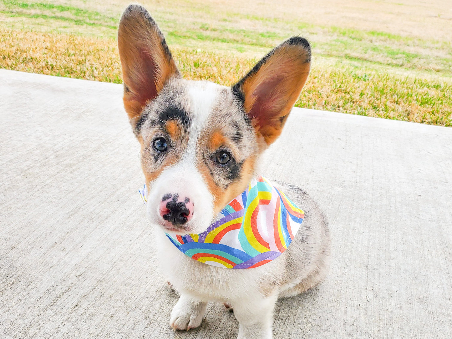 Bandana para perros "Apple Orchard"