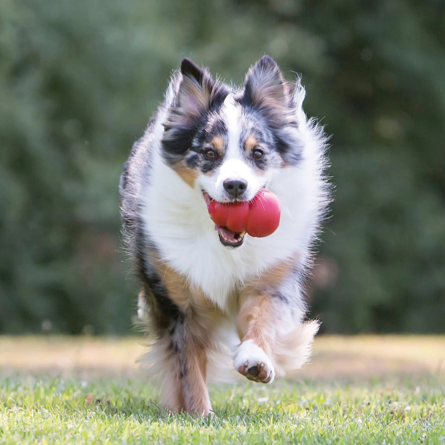 Jouet à mâcher classique pour chien, grand format