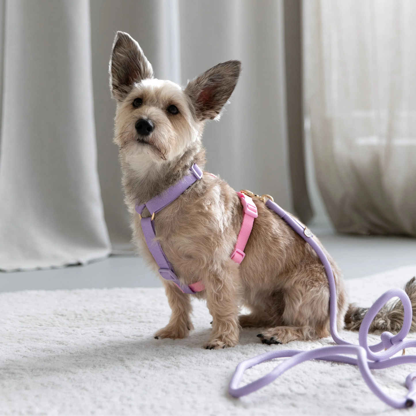 Harnais pour chien lavande et rose