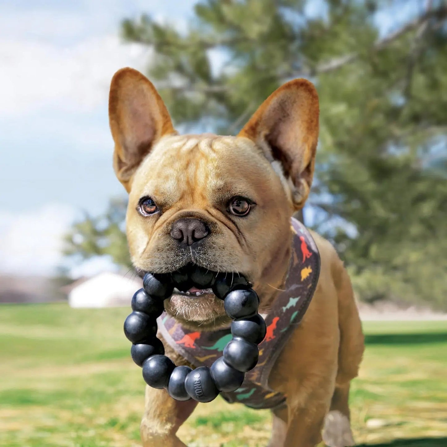 Anneau à mâcher KONG X Large en caoutchouc résistant pour chien, pour des dents saines et des heures de jeu