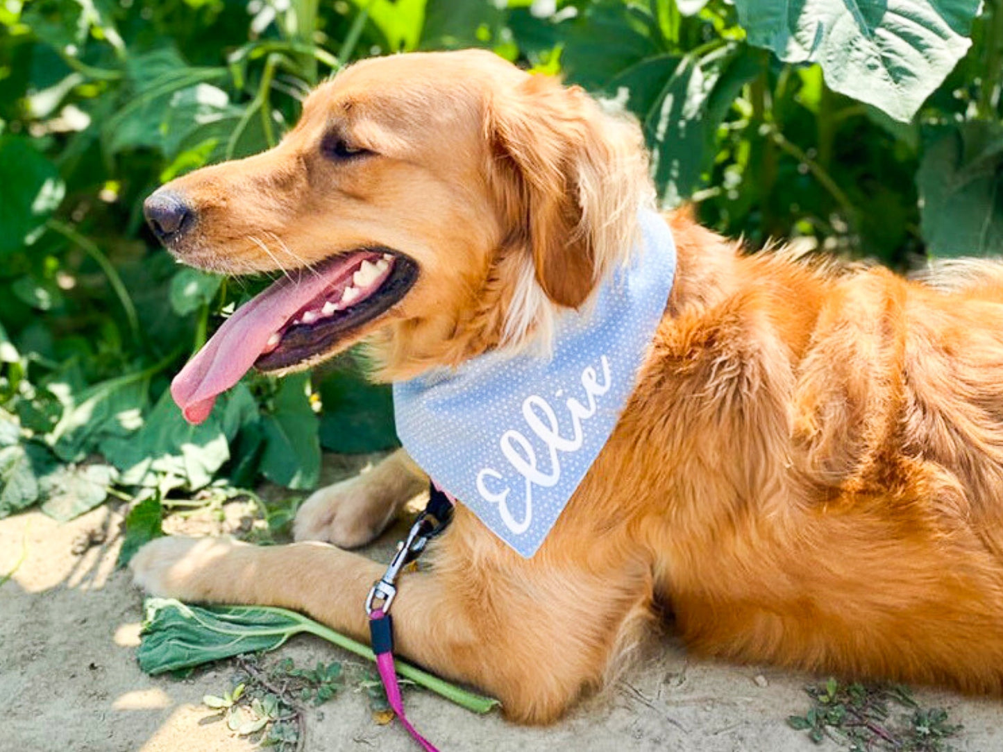 "Birthday Girl" Lavender Dog Bandana