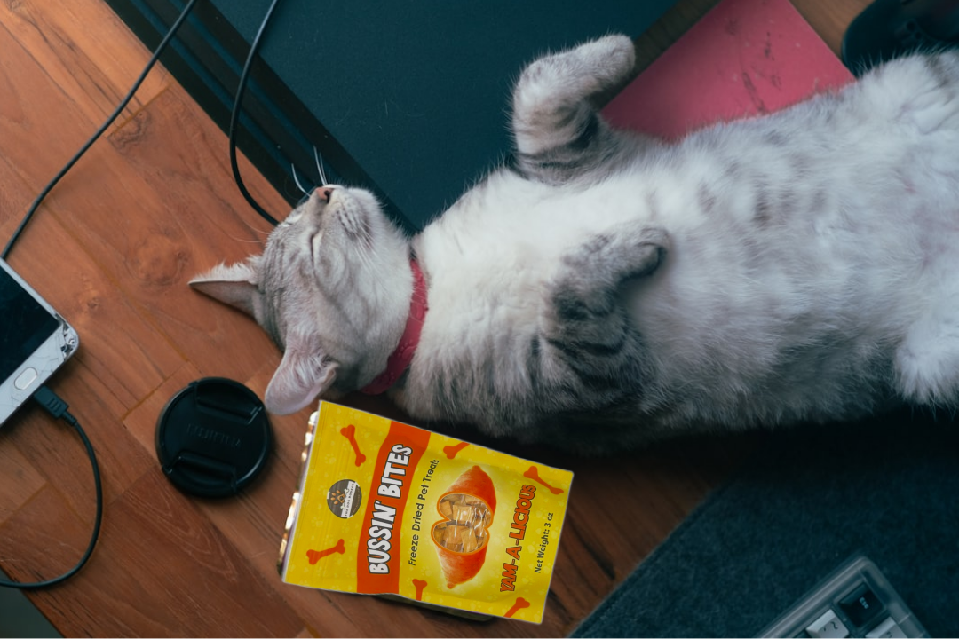 Friandises lyophilisées de haute valeur, composées d'un seul ingrédient, pour chiens et chats - Patate douce