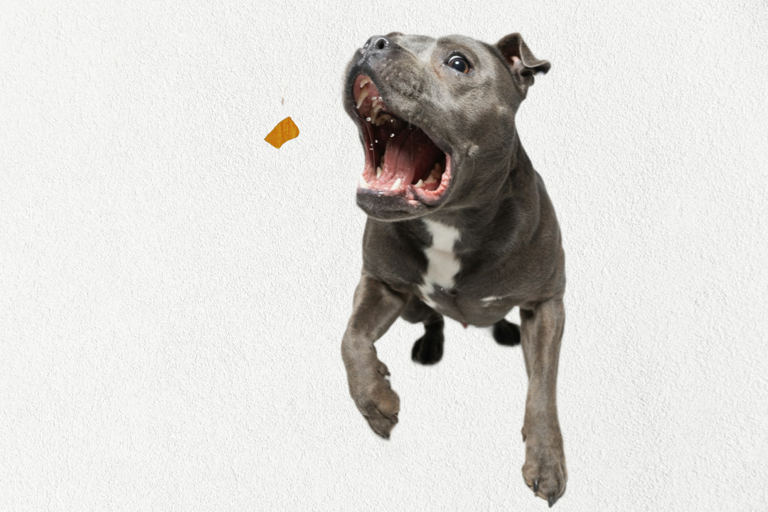 Friandises lyophilisées de haute valeur, à ingrédient unique, pour chiens et chats - Foie de bœuf