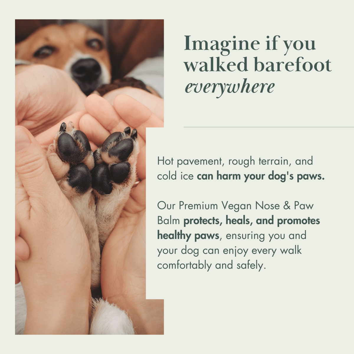 Baume végétalien pour le nez et les pattes des chiens