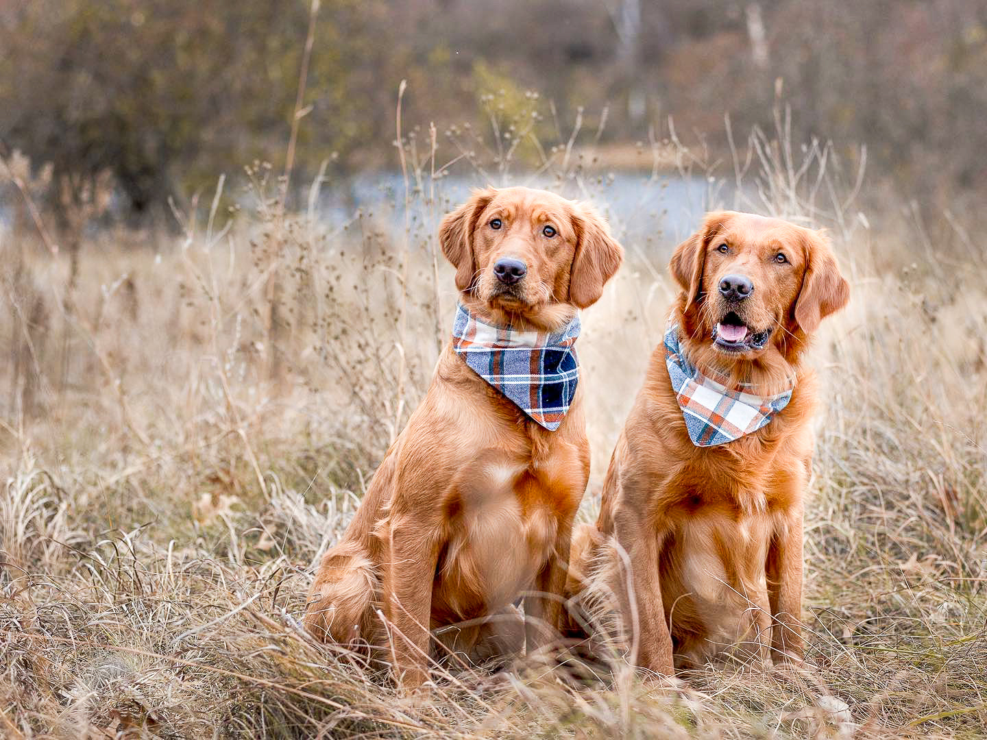 Bandana para perros "Abejas Naranjas"