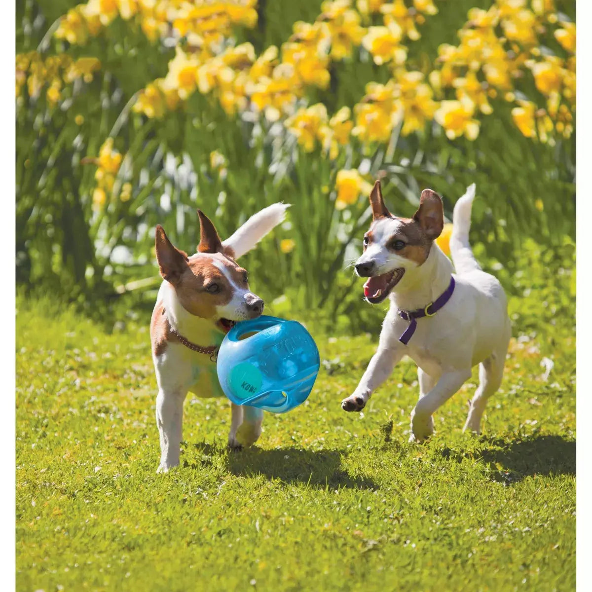 Jouet interactif pour chien KONG 2-en-1 Jumbler - Bleu - M/L