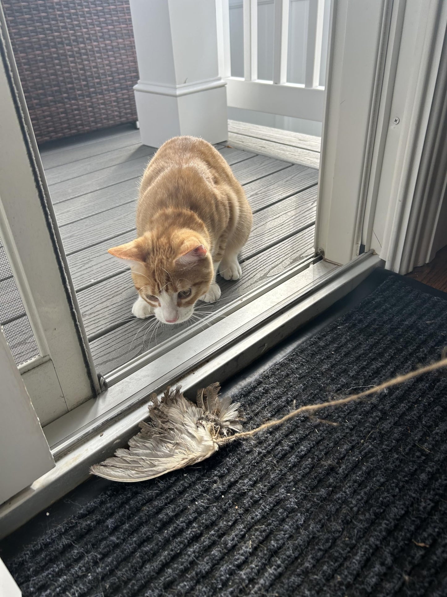Jouet pour chat en forme d'aile d'oiseau suspendue à une ficelle - Accessoires et fournitures de dressage pour chiens et chats, jeu interactif à l'odeur d'aile de caille, dressage pour chiens de chasse et chats (rapport d'oiseaux).