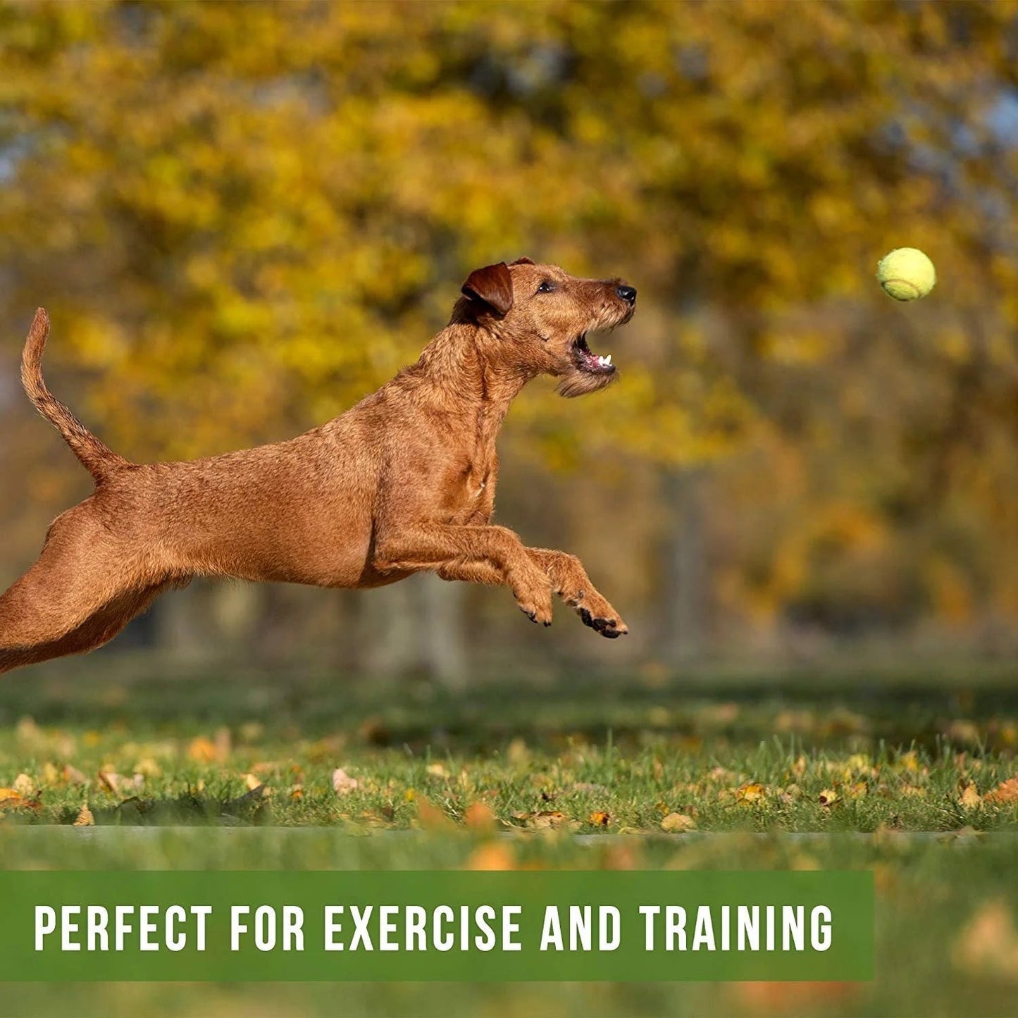 Lanceur de balles de tennis pour chien K9 Kannon