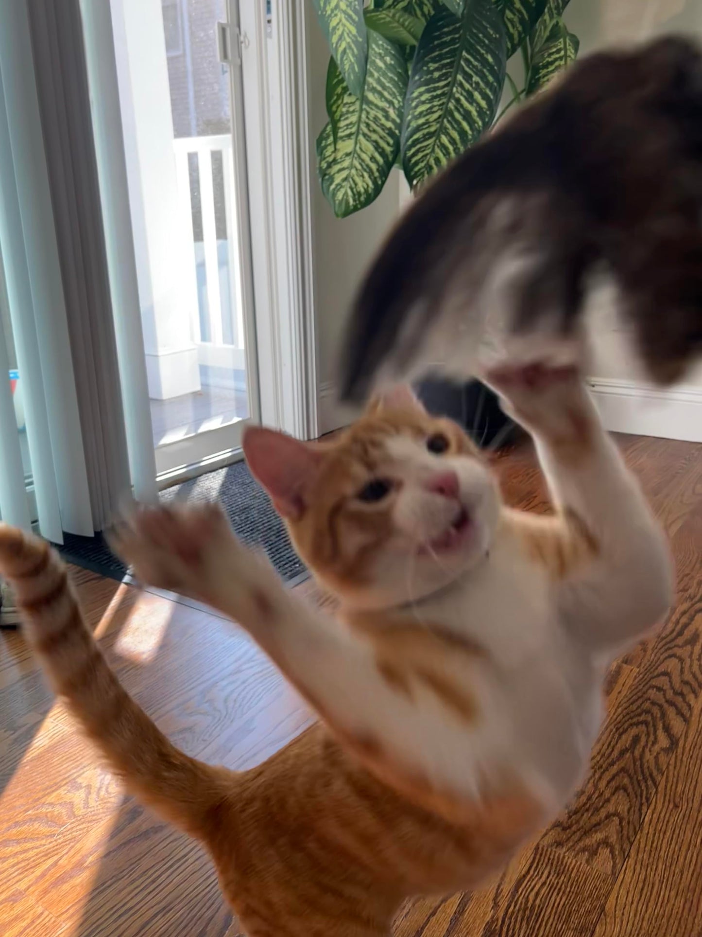 Jouet pour chat en forme d'aile d'oiseau suspendue à une ficelle - Accessoires et fournitures de dressage pour chiens et chats, jeu interactif à l'odeur d'aile de caille, dressage pour chiens de chasse et chats (rapport d'oiseaux).