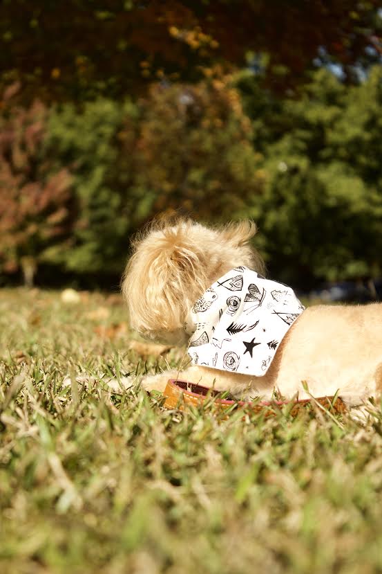 Bandana para perros "Aventura"